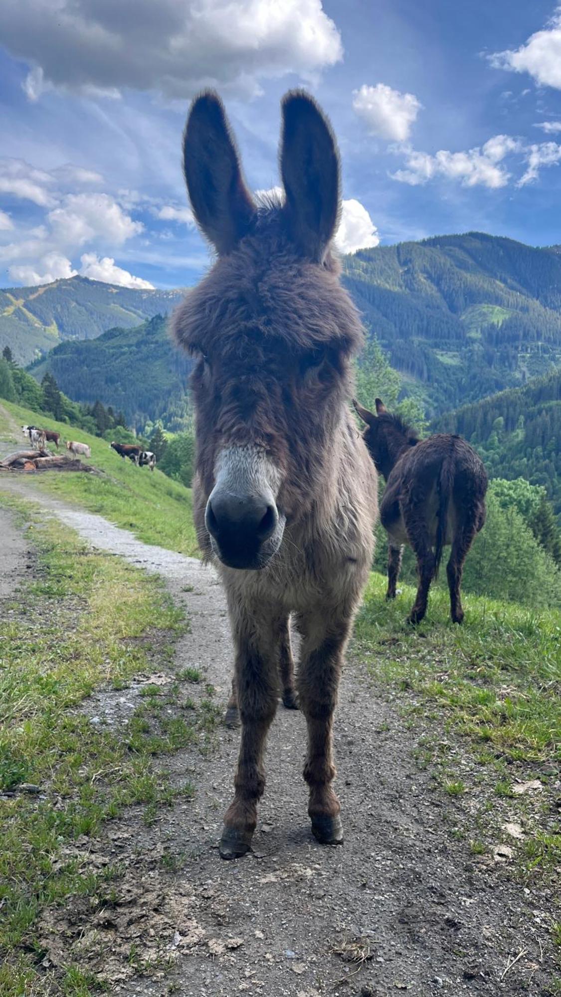 Landhaus Oberzinnegg Saalbach-Hinterglemm Bagian luar foto