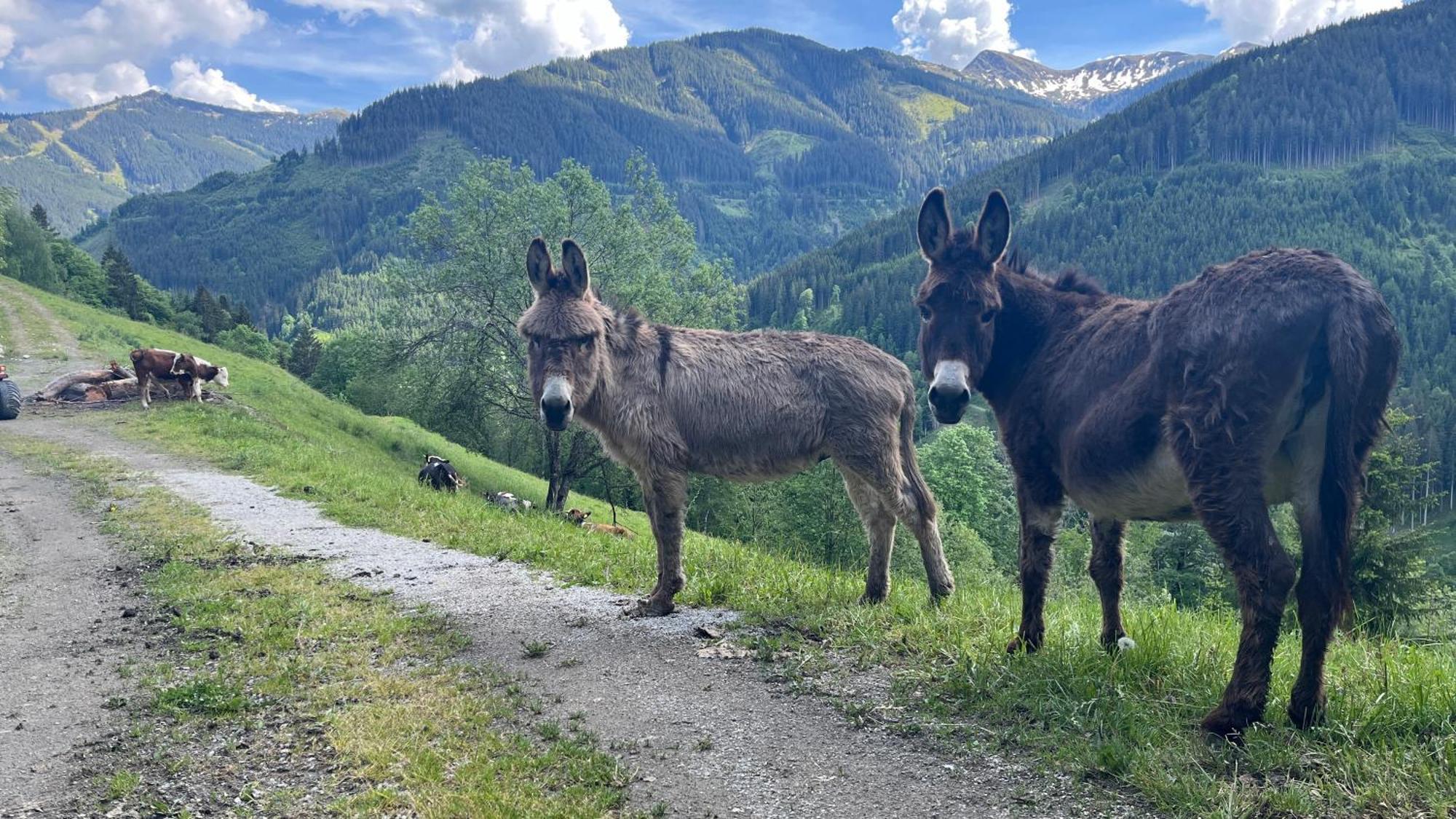 Landhaus Oberzinnegg Saalbach-Hinterglemm Bagian luar foto